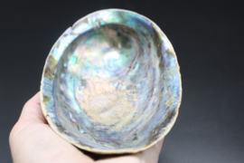 Regenboog Abalone schelp 13 cm