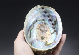 Regenboog Abalone schelp 13 cm