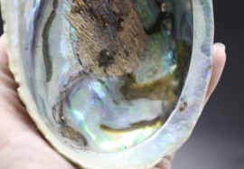 Regenboog Abalone schelp 13 cm