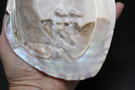 Parelmoeren schelp met parels 13-16 cm