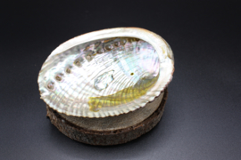 Abalone Schelp