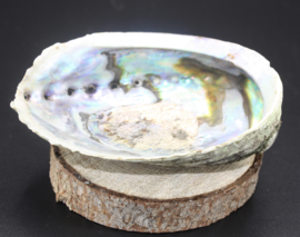 Regenboog Abalone schelp 13 cm