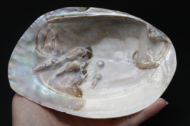 Parelmoeren schelp met parels 13-16 cm