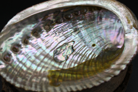 Abalone Schelp