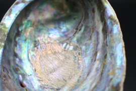 Regenboog Abalone schelp 13 cm