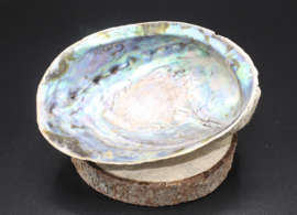Regenboog Abalone schelp 13 cm