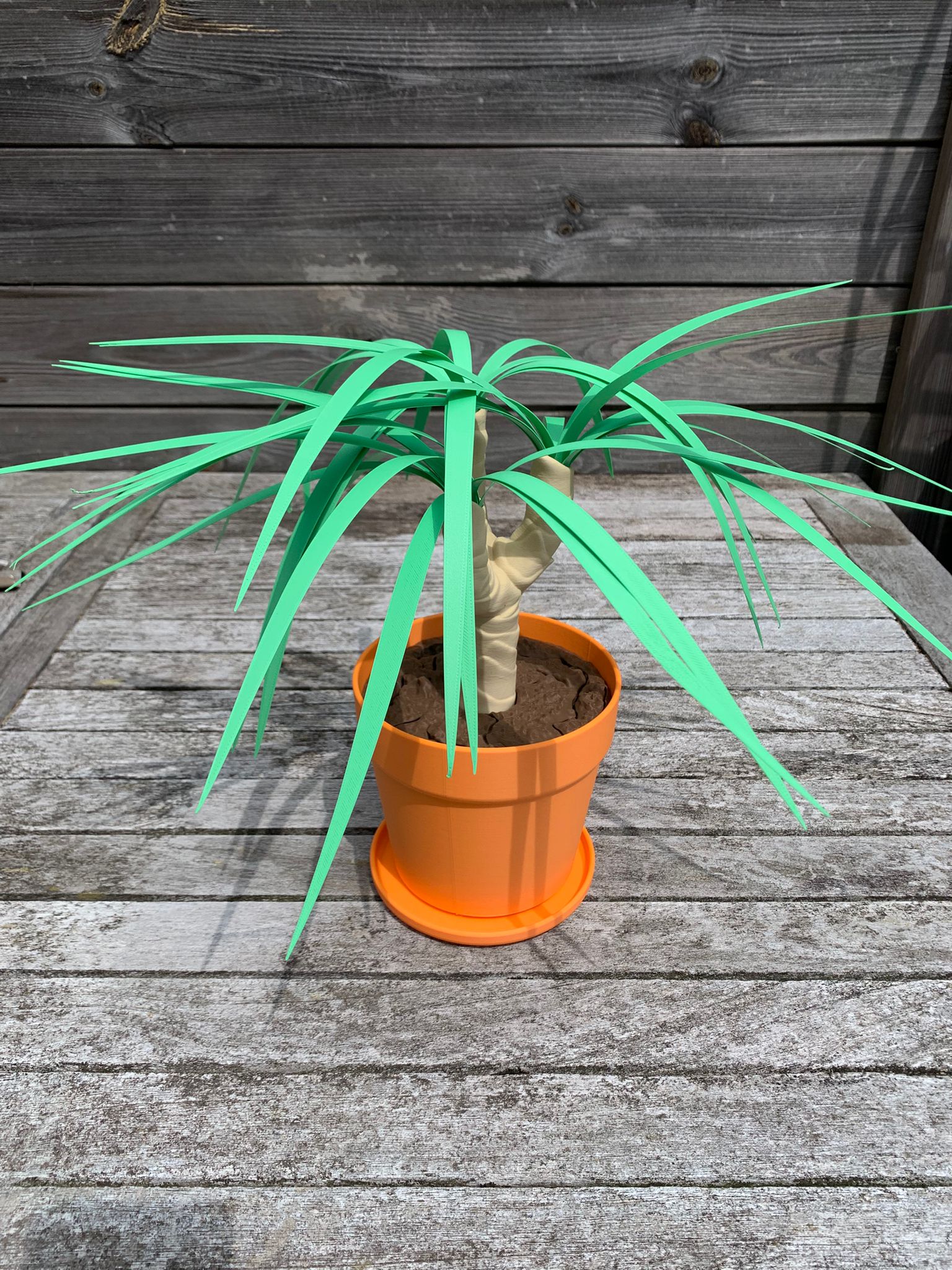 Dust‑Free Dragon Tree – De plant die meer kan