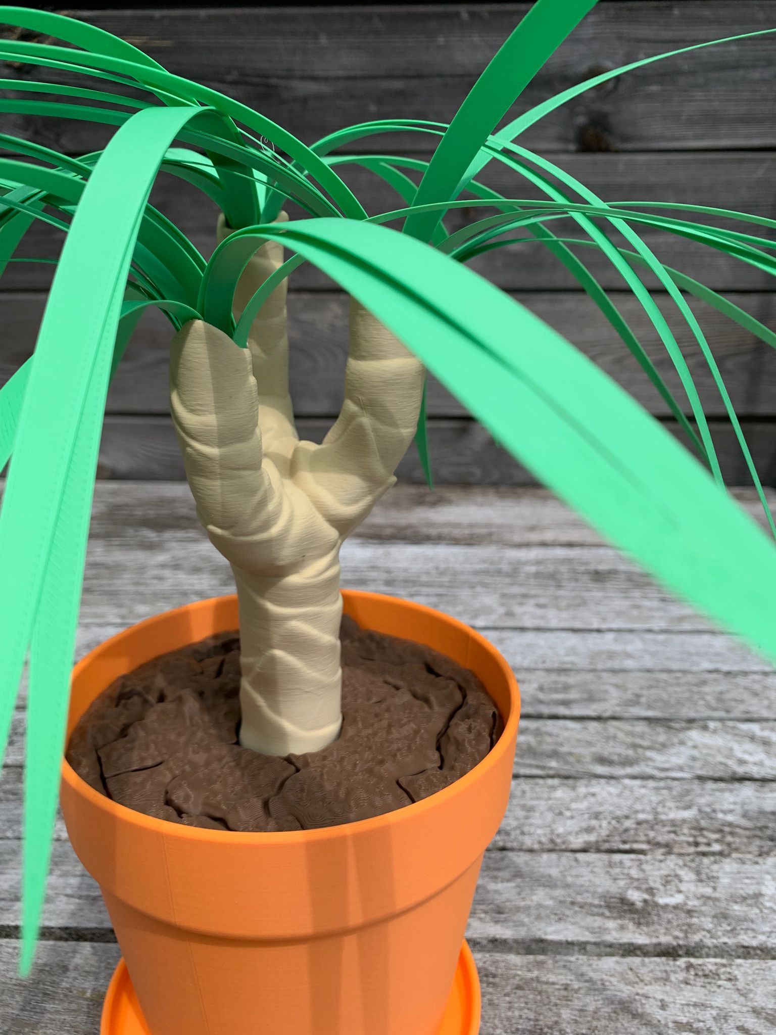 Dust‑Free Dragon Tree – De plant die meer kan