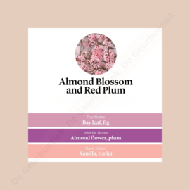 Almond Blossom & Red Plum