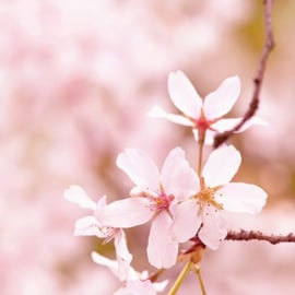 6-pack geur smeltblokjes - Cherry Blossom