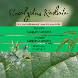 Geur smeltblokje - Eucalyptus Radiata