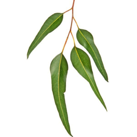Essentiële olie - Eucalyptus Radiata (de zachte) - 10ml