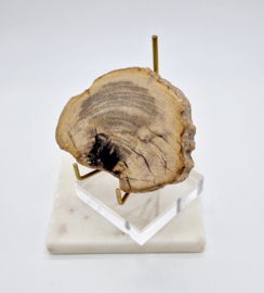 Versteend hout 183 gram