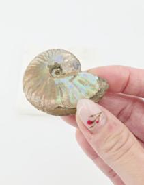 Ammoniet Iriserend (zie filmpje)