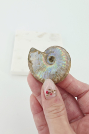 Ammoniet Iriserend (zie filmpje)