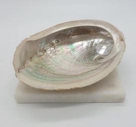 Abalone smudge schelp