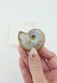 Ammoniet Iriserend (zie filmpje)