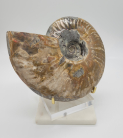 Ammoniet opaal XL (Interieurstuk) 1,033 kilo