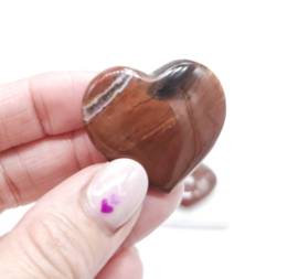 Versteend Hout Hart