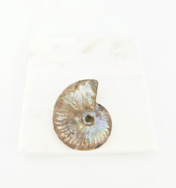 Ammoniet Iriserend (zie filmpje)