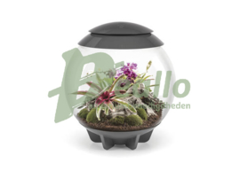 biOrb AIR 60  terrarium