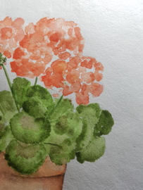 Geranium