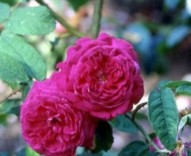 Gallica roses