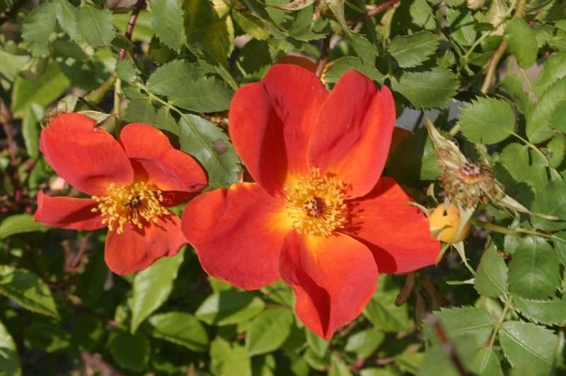 Rosa Foetida Bicolor