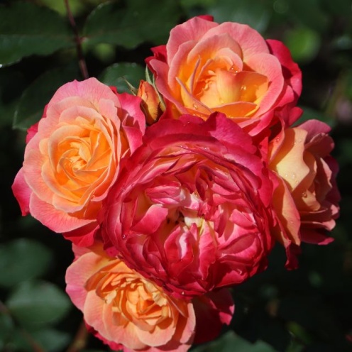 Rosa Tucan