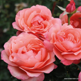 Coral Lions Rose stam