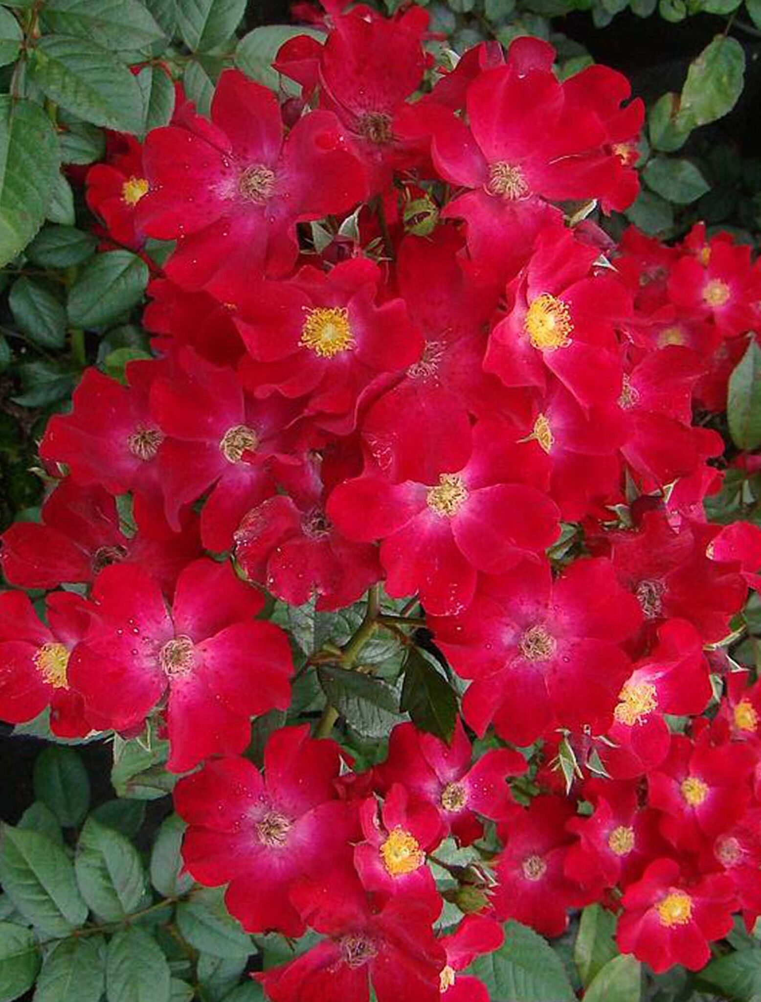 Poppy Rose
