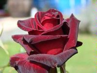 Black Baccara