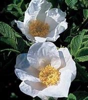 Rosa rugosa Alba