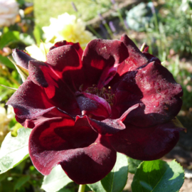Pretty Black