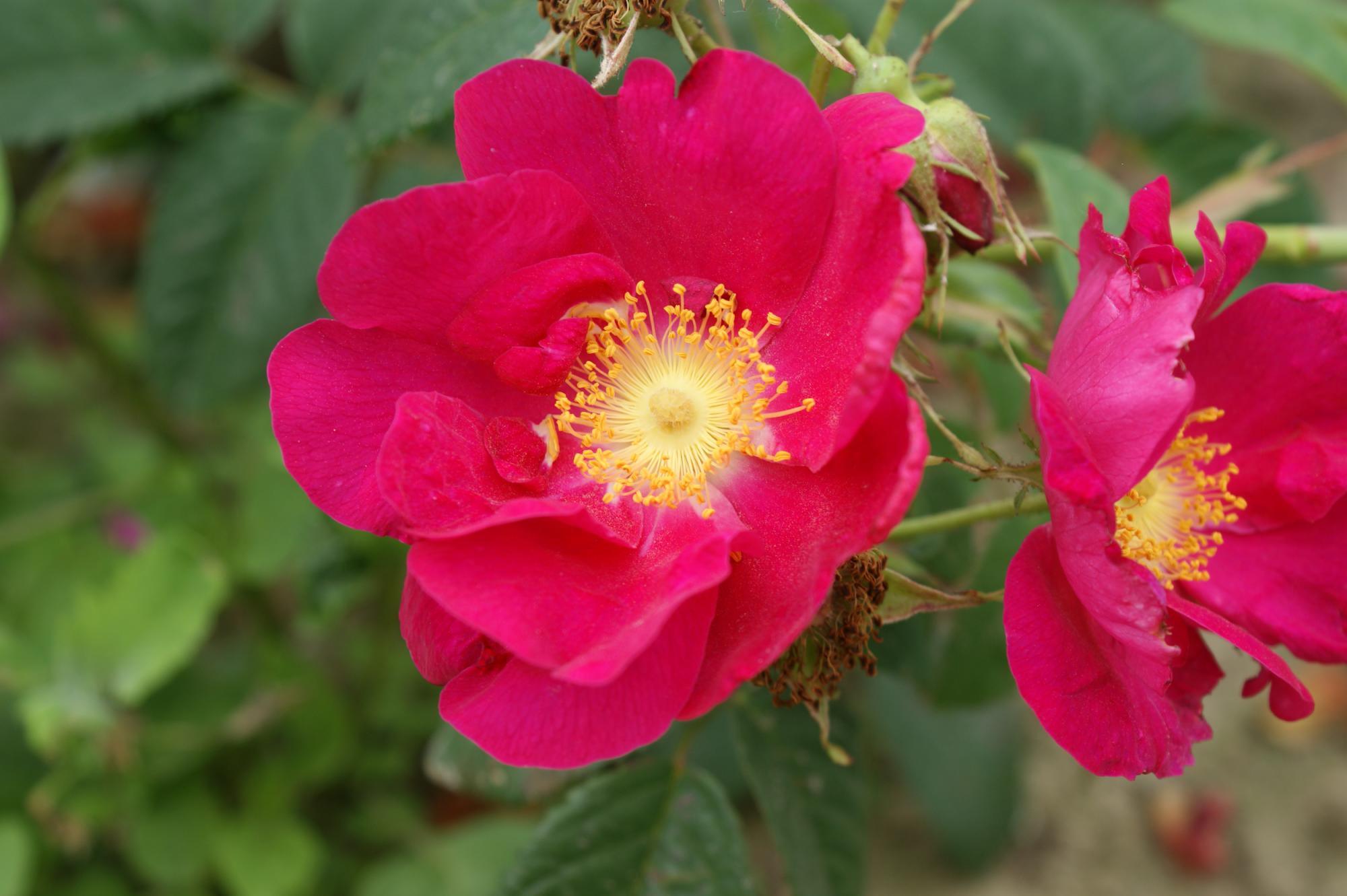 Rosa gallica Splendens
