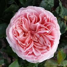 New roses *