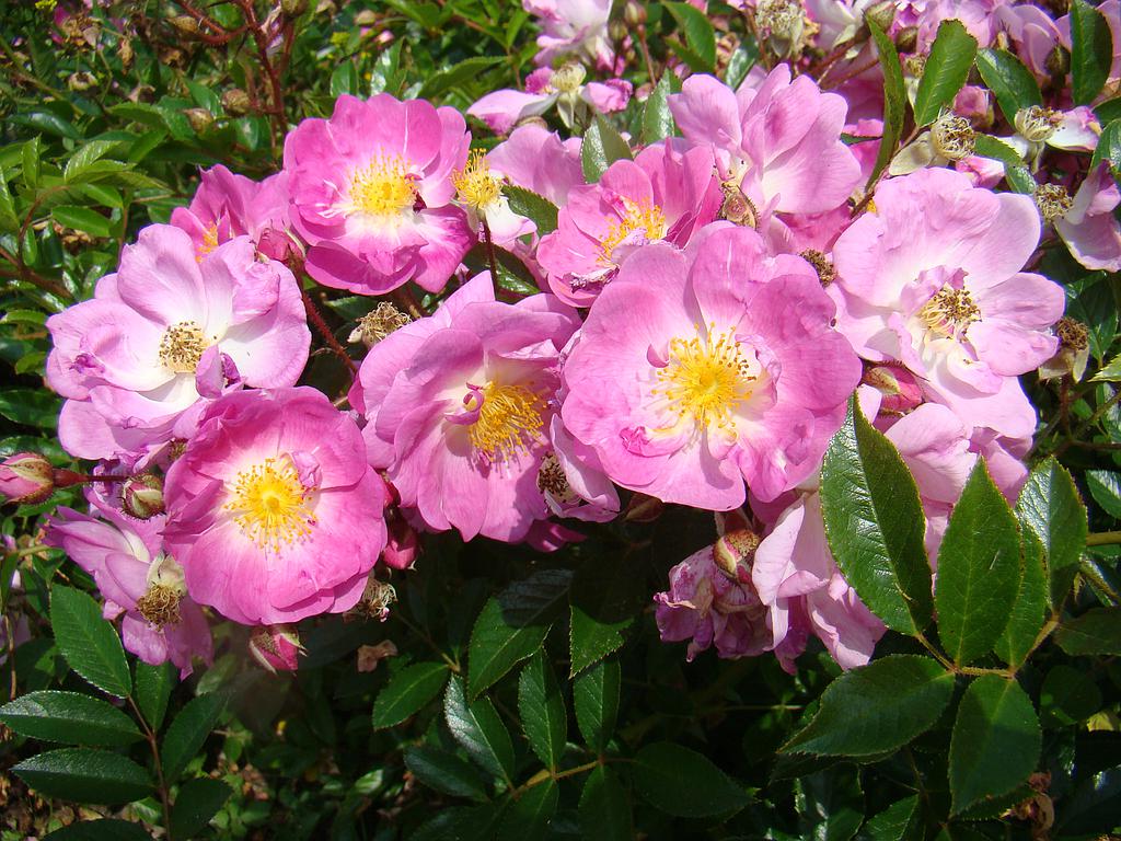 Millie Fleurs