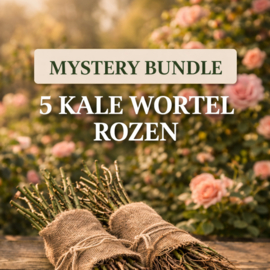 Mystery 5 Rozen Bundle