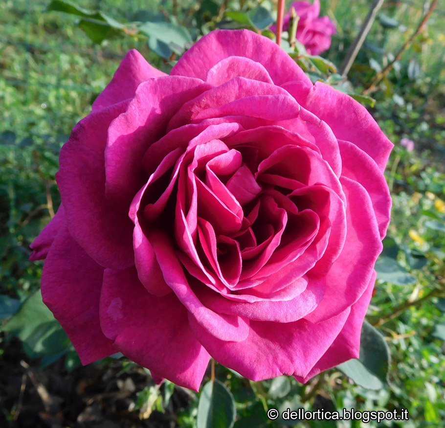 Blackberry Nip standard rose