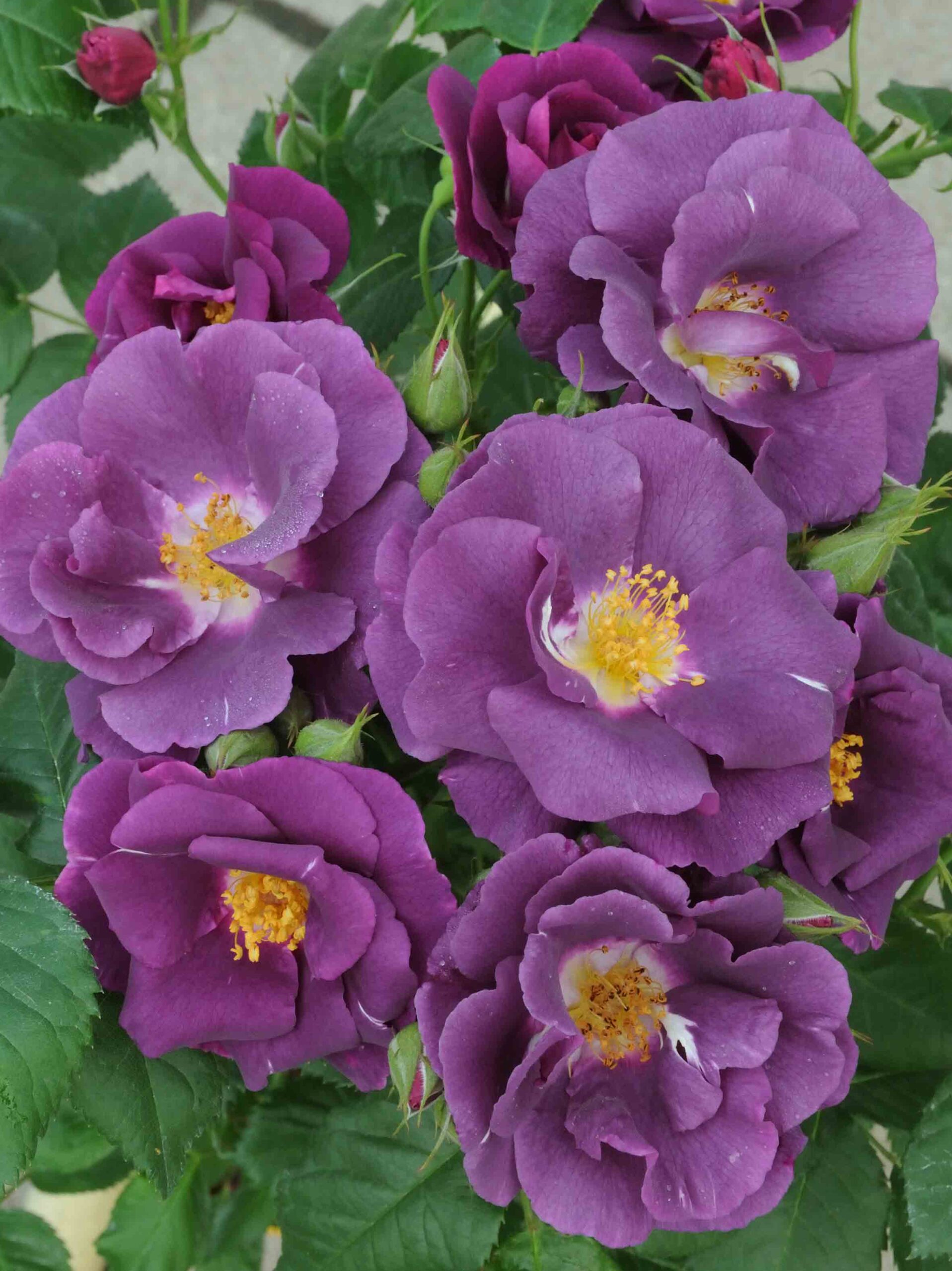 Rhapsody in Blue