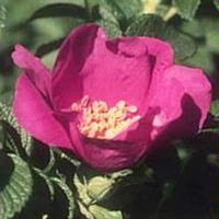 Rosa rugosa Rubra