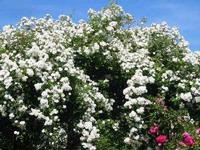 Rambling Rector