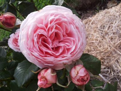 Rosa Nahema
