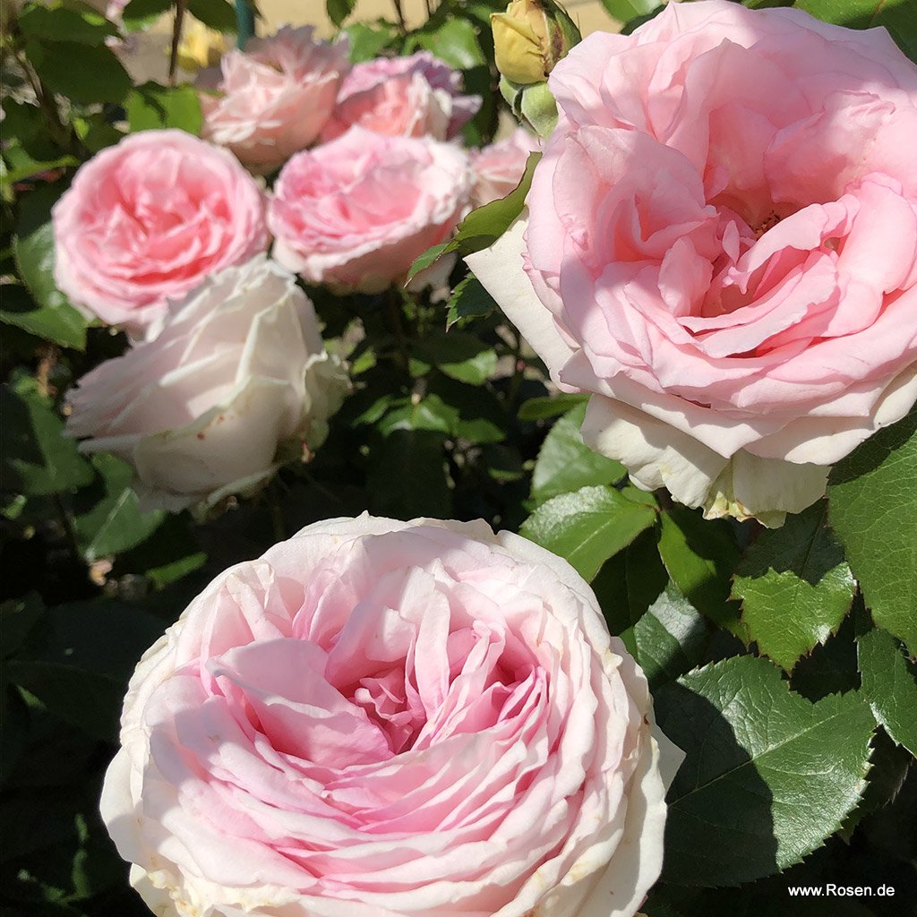 Meine Rose