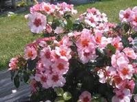 Hulthemia roses