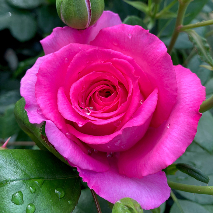 Clair Marshal standard rose