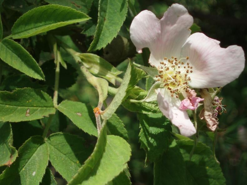 rosa Tomentosa
