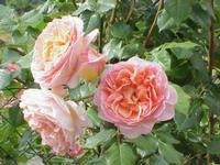 Abraham Darby (Auscot)