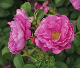 Botanic - and Rugosa roses