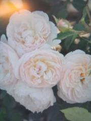 Natural Aroma